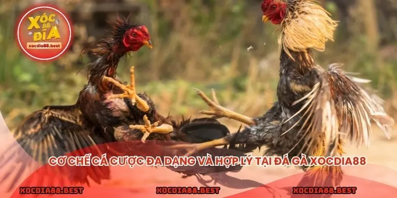 Cơ chế cá cược đa dạng và hợp lý tại đá gà xocdia88