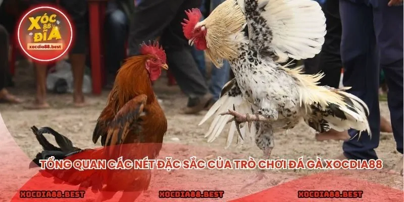 Tổng quan các nét đặc sắc của trò chơi đá gà xocdia88